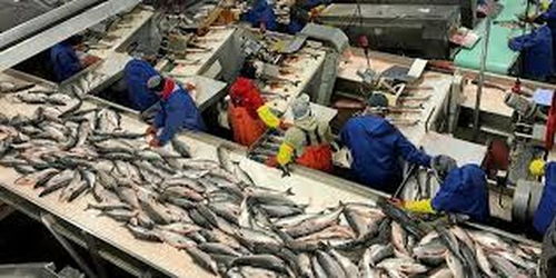 阿拉斯加海鮮加工廠疫情暴發(fā) 96名員工確診新冠肺炎，海產(chǎn)品加工安全引關注